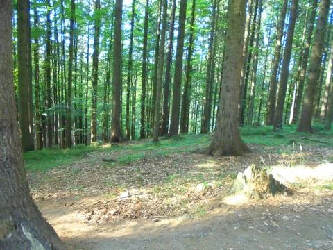 Spruce forest trunks on mountain ridge in dappled sunlight Stock Photos