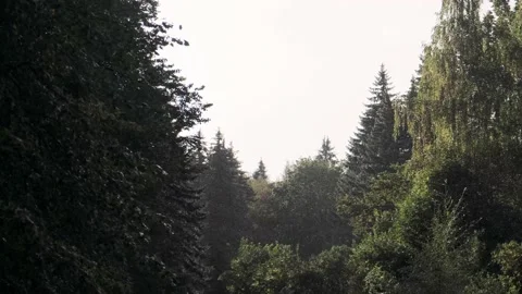 Spruce forest under raindrops during the day Stock Footage 141984673