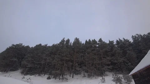 Spruce forest under snowflakes 動画素材 71198338