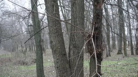 Spruce forest, view through a tree Stock Photos
