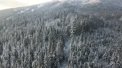Spruce forest in winter covered in snow in the mountains Stock Footage 153803688