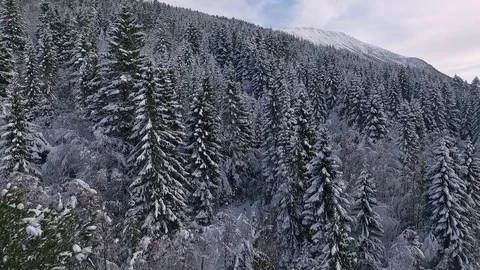 Spruce forest winter flyover Stock Footage 73794878