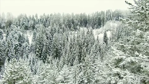 Spruce forest in winter in the mountains Video stock 74165117