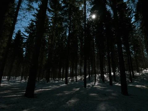 Spruce forest in winter night Stock Photos
