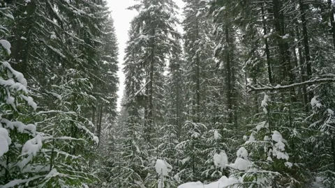 Spruce forest in winter. Tree branches covered with snow.  Stock Footage 147196696