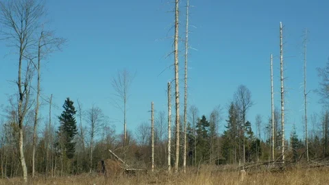 Spruce forests infested and attacked by the European spruce bark beetle pest Ips Stock Footage 105952637