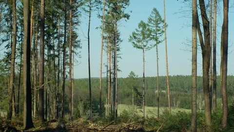 Spruce forests infested and attacked by the European spruce bark beetle pest Ips Stock Footage 107850946