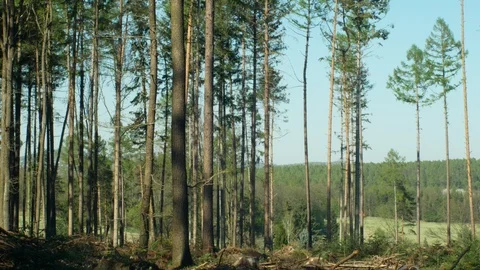 Spruce forests infested and attacked by the European spruce bark beetle pest Ips Video stock 107851442