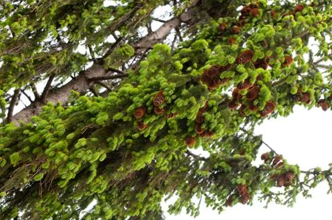 Spruce fresh shoots and brown cones sag Stock Photos