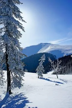 Spruce in front of the sun and 2 young trees on a clear frosty winter day Stock Photos