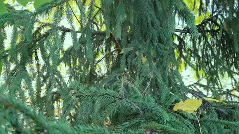 Spruce green branches Stock Footage 142464406