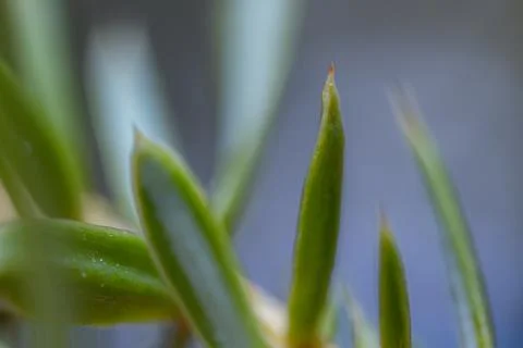 Spruce green needles macro Stock Photos