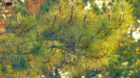 Spruce green pine branch moving in the wind at sunset Stock Footage 478751