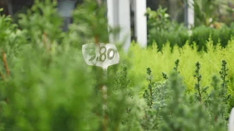 Spruce in a greenhouse. Stock Footage 196482852