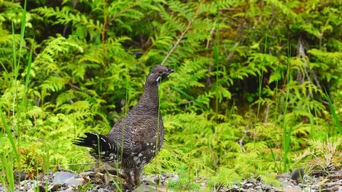 Spruce Grouse in Alaska 스톡 동영상 78169742