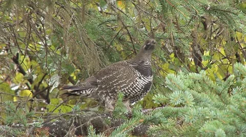 Spruce Grouse Alert in Tree Stock Footage 8836819