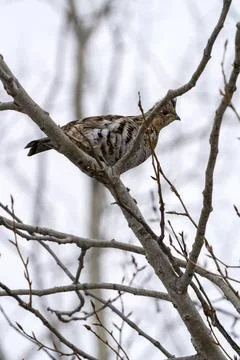 Spruce Grouse Canada Stock Photos