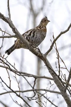 Spruce Grouse Canada Stock Photos