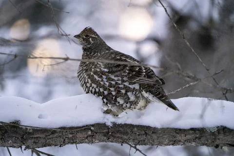 Spruce Grouse Canada Stock Photos