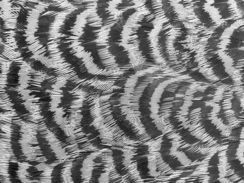 Spruce grouse feathers nature pattern background Stock Photos