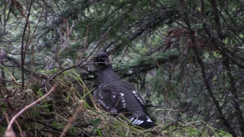 Spruce Grouse Stock Footage