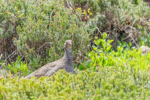Spruce Grouse in Mountain Brush Stock Photos