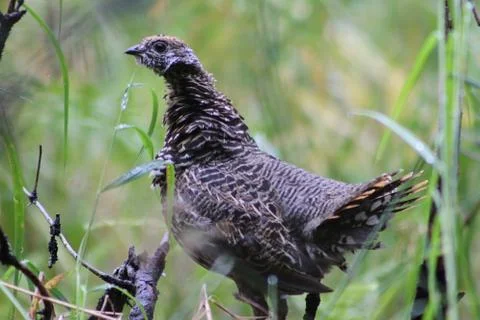 Spruce Grouse Stock Photos