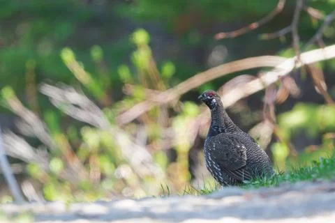 Spruce Grouse Stock Photos