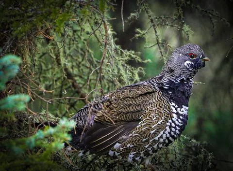 Spruce grouse Foto stock