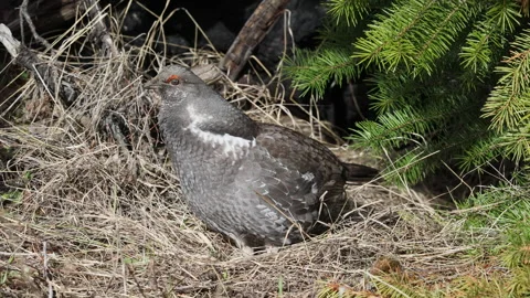 Spruce Grouse in Springtime in Wyoming Vídeos de archivo 291706673