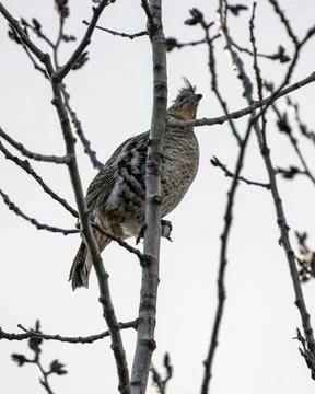 Spruce Grouse in Tree 스톡 사진
