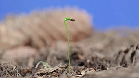 Spruce is growing up (time lapse) Stock Footage 258338461