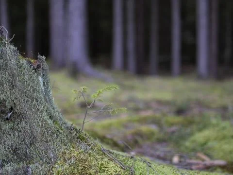 Spruce grows from a tree stump Stock Photos