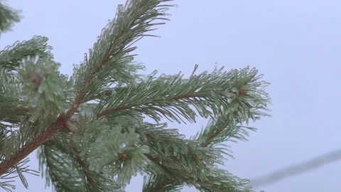 Spruce in the ice. freezing rain Stock Footage 70384690
