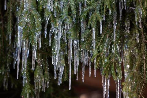 Spruce in icicles Stock Photos