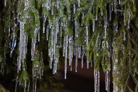 Spruce in icicles Stock Photos