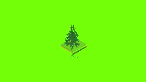 Spruce icon animation Stock Footage 153605613