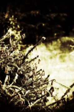 Spruce in Jizerske mountain Stock Photos