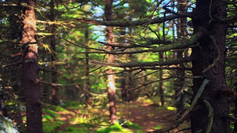 Spruce Knob mountain forest rack focus on spruce pine tree, West Virginia Stock Footage 321977653