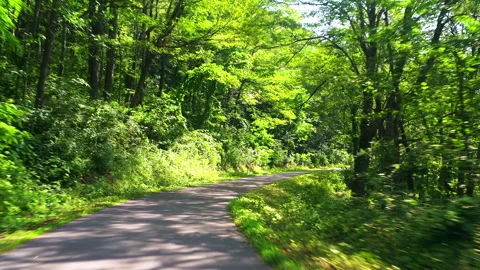 Spruce Knob mountain forest spruce pine driving shot, West Virginia Video stock 321978715