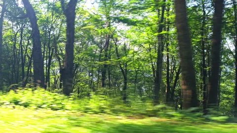 Spruce Knob mountain forest spruce pine driving shot, West Virginia Stock Footage 321978929