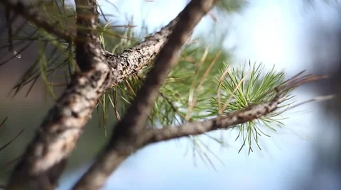 Spruce Lake at beoegu Stock Footage 49732734