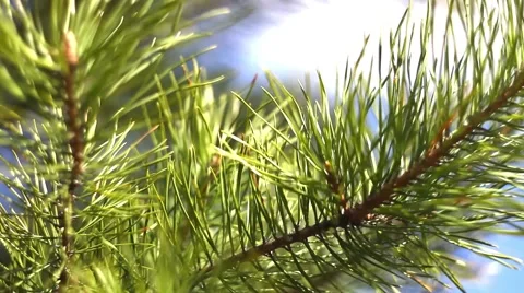 Spruce Lake at beoegu Stock Footage 49732750