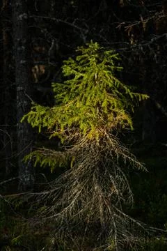 Spruce, Lighted by the setting sun in the forest Stock Photos