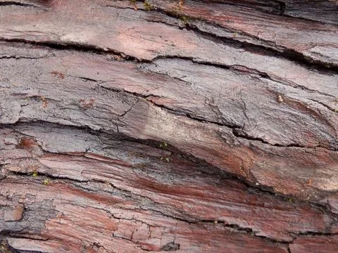 Spruce Log. Stock Photos
