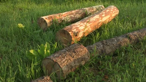 Spruce logs Stock Footage 133027546
