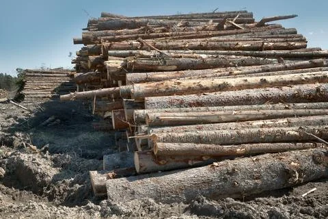 Spruce logs Stock Photos