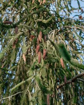 Spruce with long thin branches and long cones Foto stock