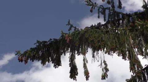 Spruce with lots of cones Video stock 49901393