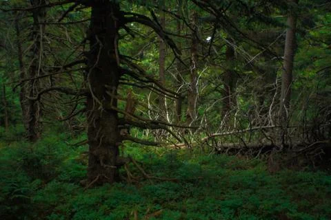 Spruce magic Stock Photos